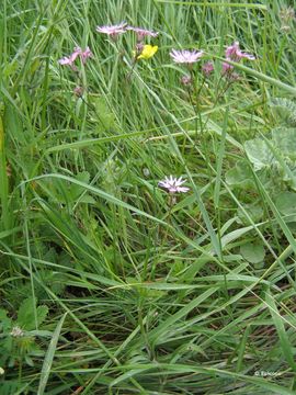 Plancia ëd Silene flos-cuculi (L.) Greuter & Burdet