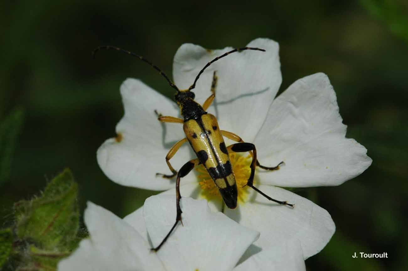 Image of Yellow and black longhorn