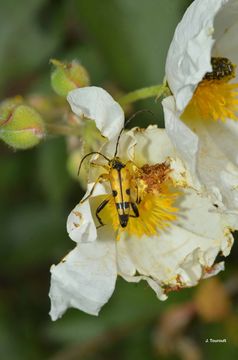 Image of Yellow and black longhorn