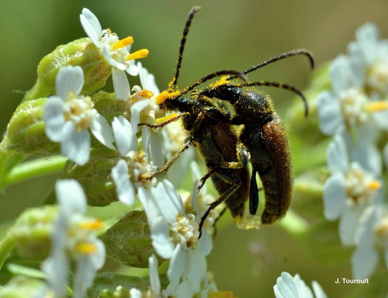 Image of fairy-ring longhorn beetle