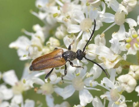 Image of Fairy-ring Longhorn Beetle
