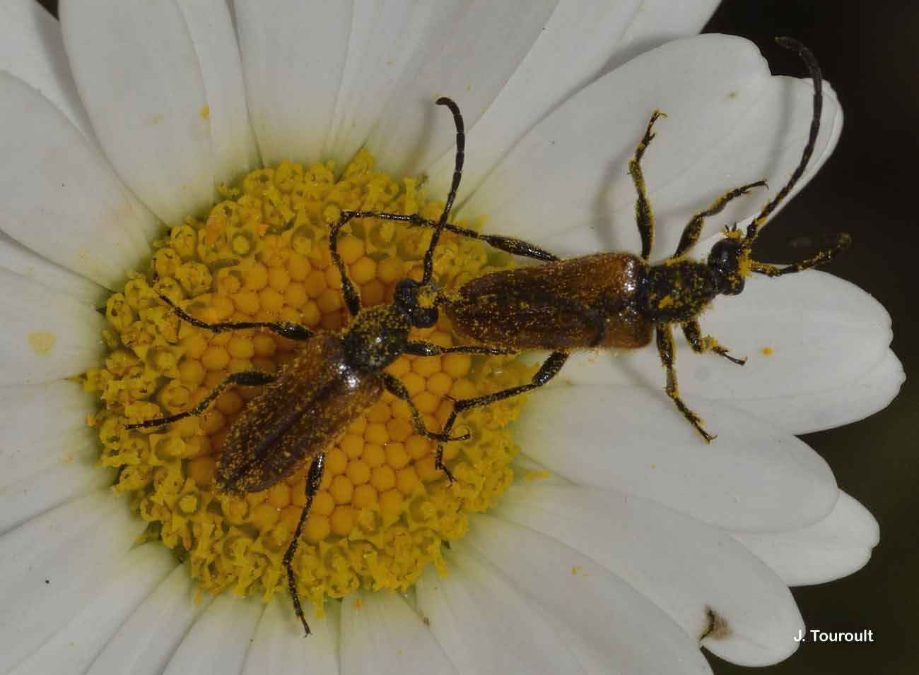 Image of fairy-ring longhorn beetle