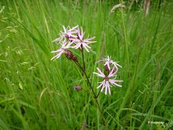 Image of ragged robin