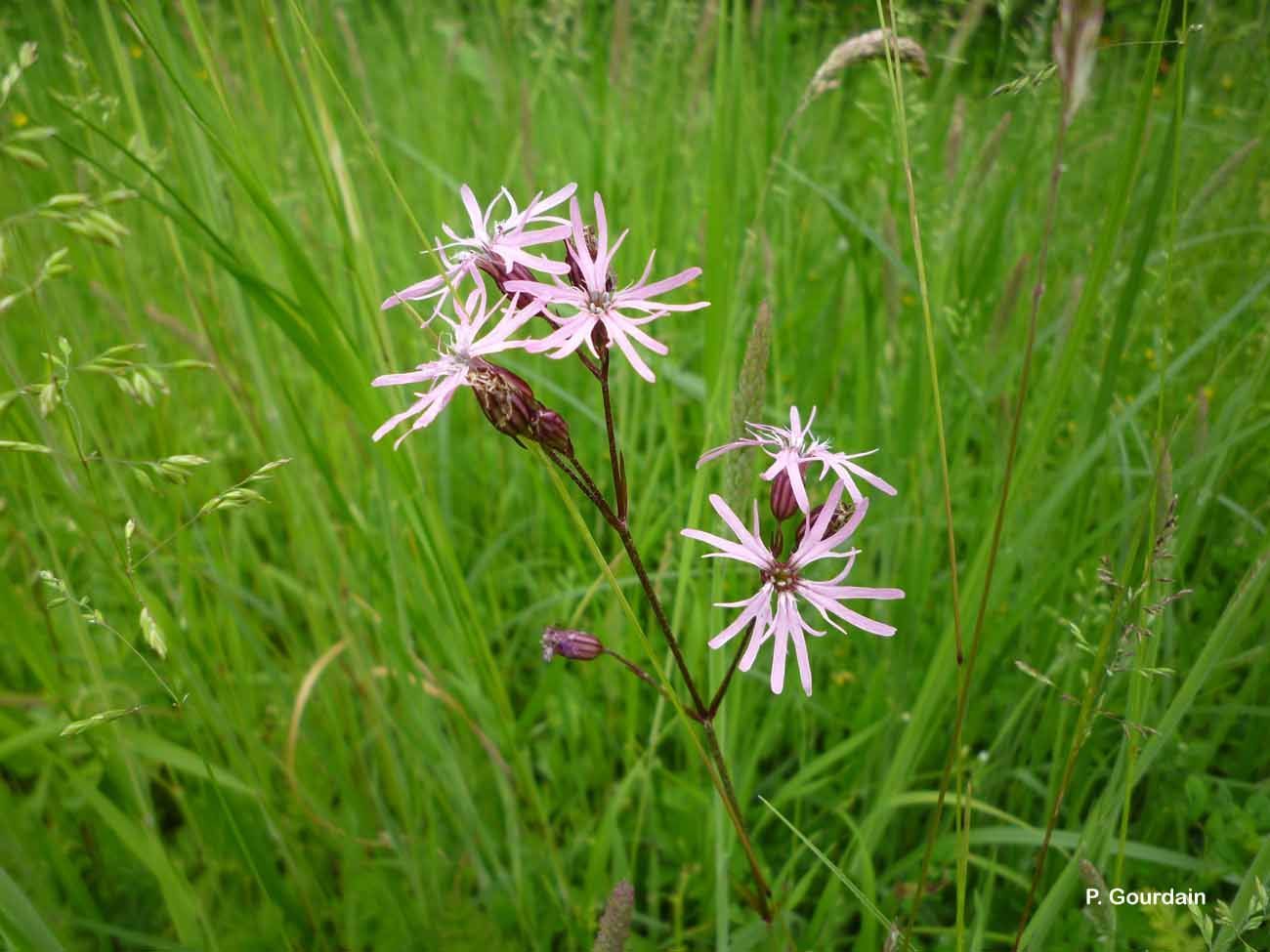 Plancia ëd Silene flos-cuculi (L.) Greuter & Burdet