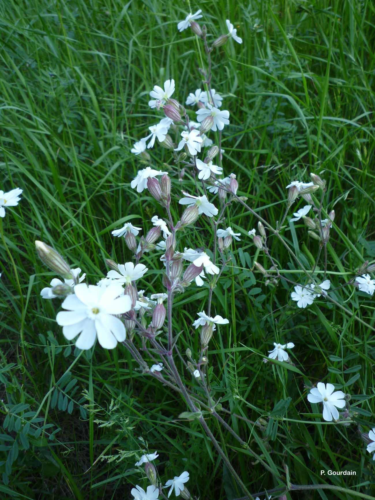 Image of Bladder Campion