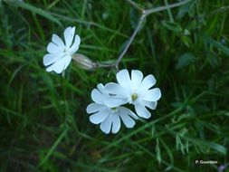 Image of Bladder Campion