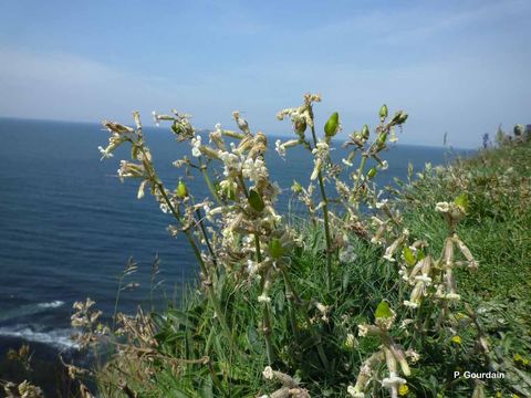 Image of Eurasian catchfly