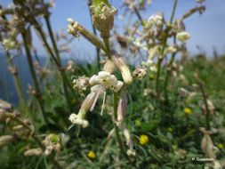 Silene nutans L. resmi