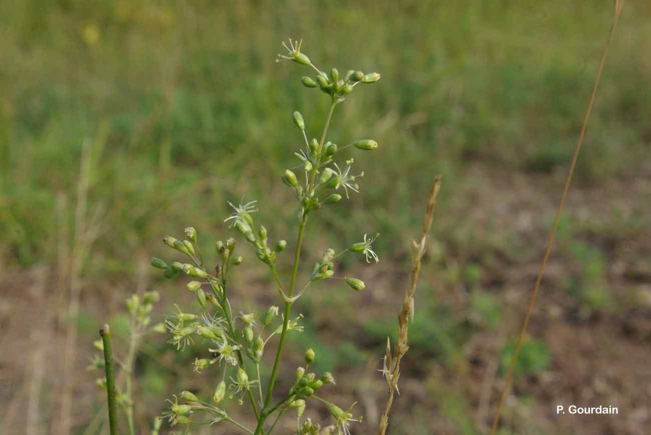 Silene otites (L.) Wibel resmi