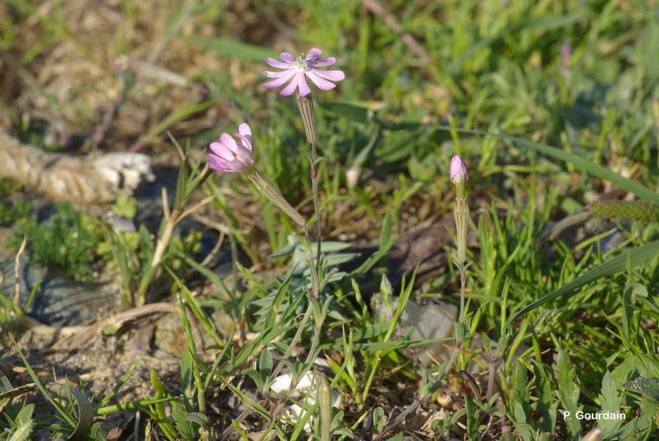 Image of Silene sericea All.