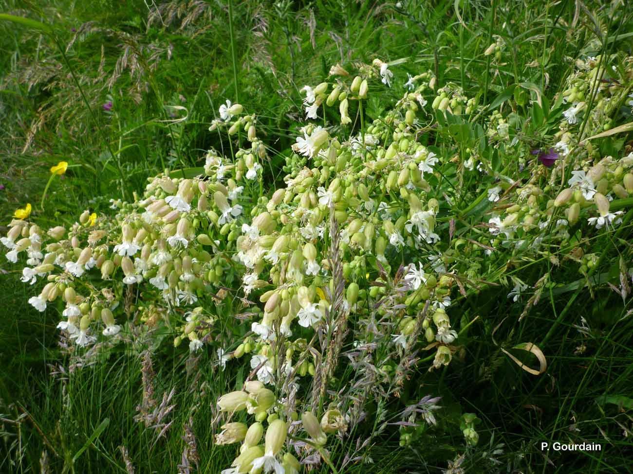 Image of Bladder Campion