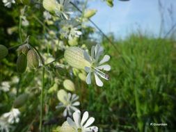 Image of Bladder Campion