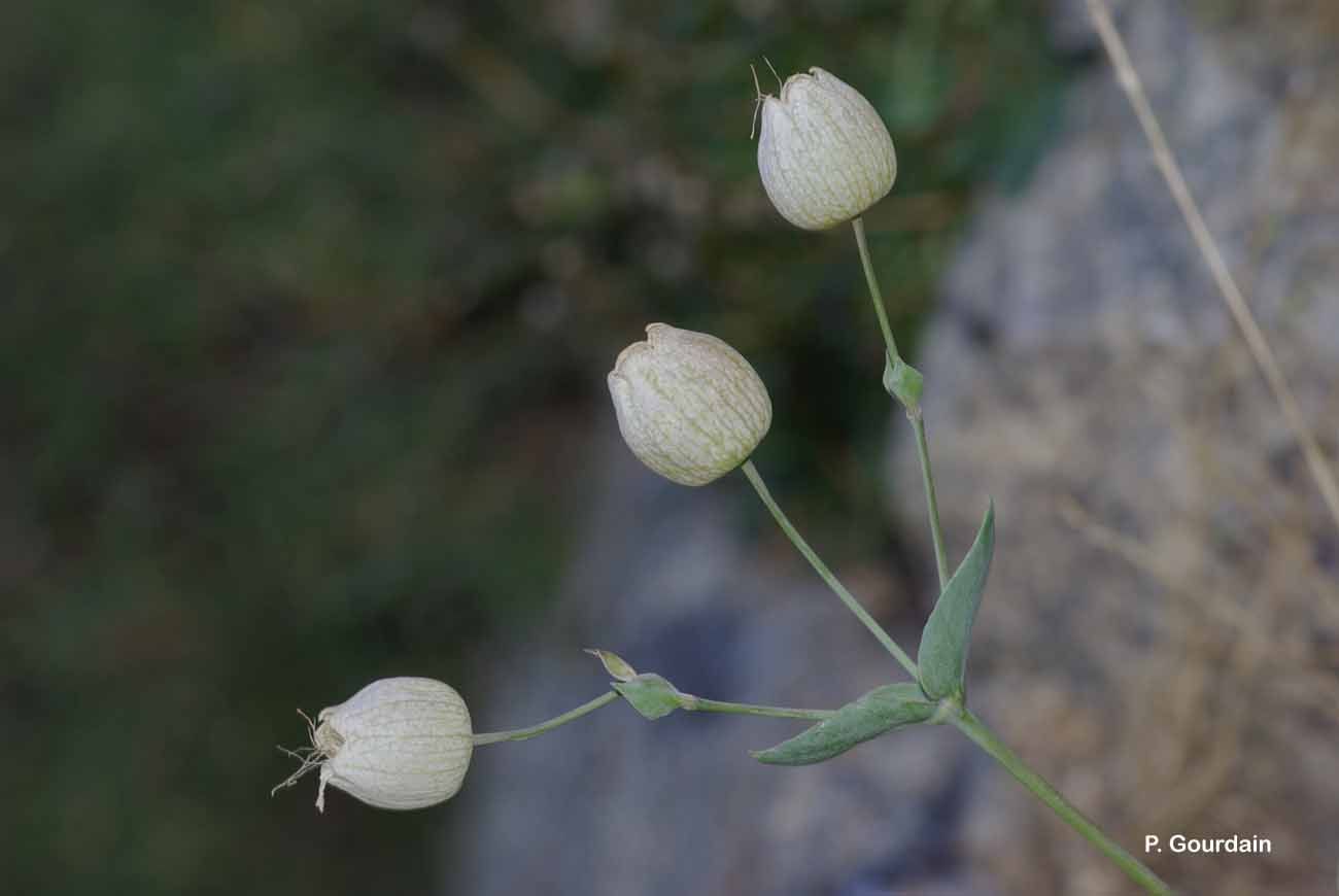 Image of Bladder Campion