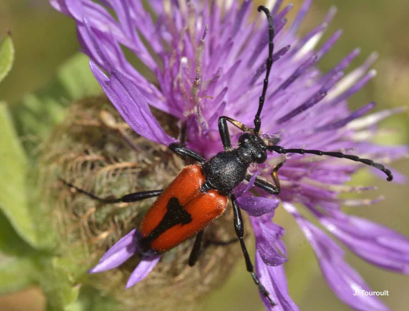 Image of Stictoleptura cordigera (Fueßlins 1775)