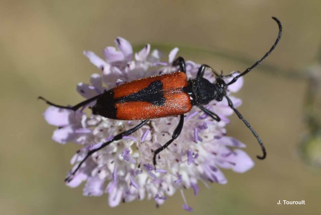 Image of Stictoleptura cordigera (Fueßlins 1775)