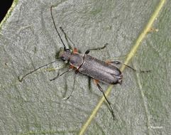 Image of Grammoptera abdominalis (Stephens 1831)