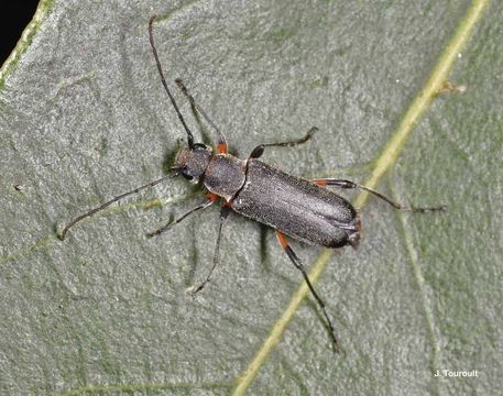 Image of Grammoptera abdominalis (Stephens 1831)