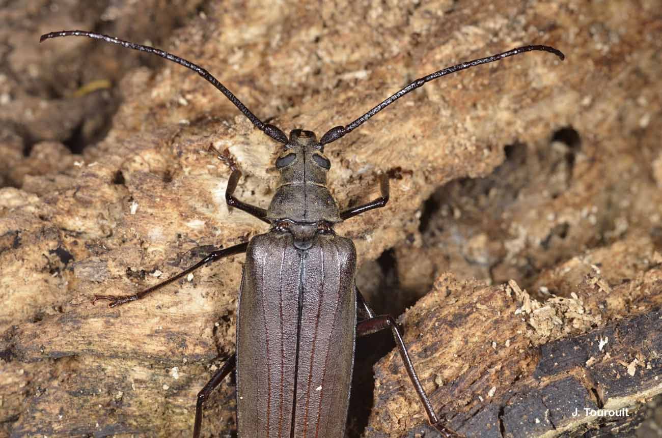 Image de Aegosoma scabricorne (Scopoli 1763)