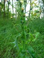 Plancia ëd Sonchus asper (L.) Hill