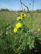 Plancia ëd Sonchus asper (L.) Hill