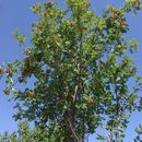 Image of <i>Sorbus aucuparia</i> Poir.