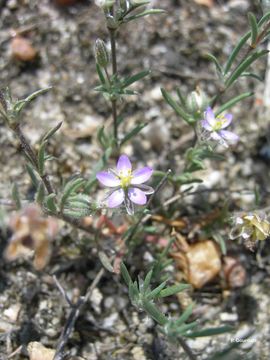 Image of red sandspurry