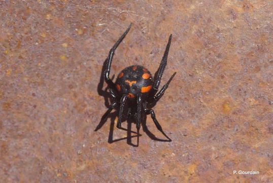 Image of Latrodectus tredecimguttatus (Rossi 1790)