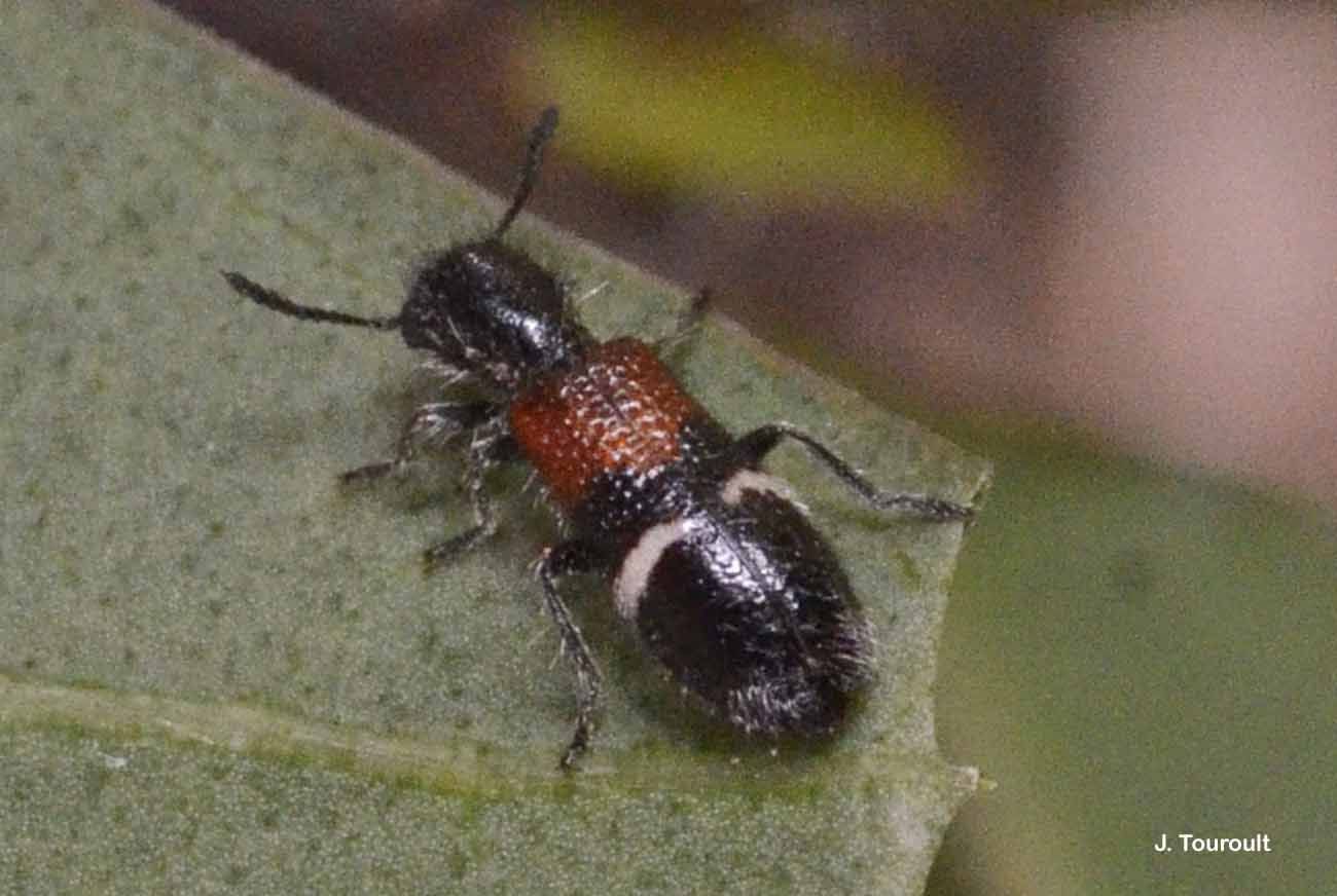 Image of <i>Tilloidea unifasciata</i>