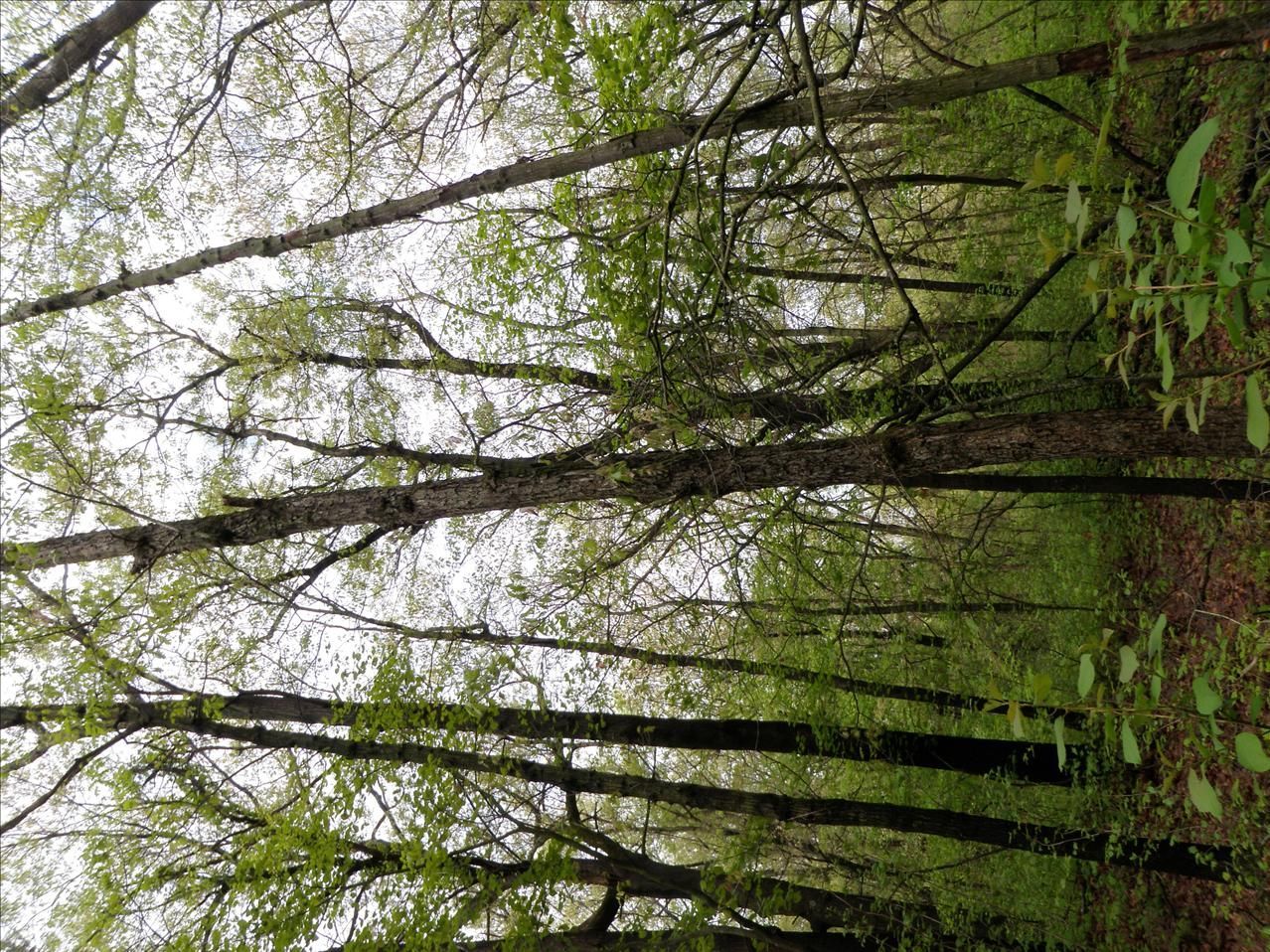 Quercus velutina Lam. resmi