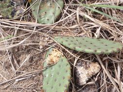 Image of Eastern Prickly Pear