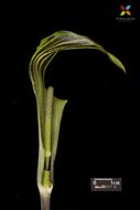 Слика од Arisaema triphyllum (L.) Schott