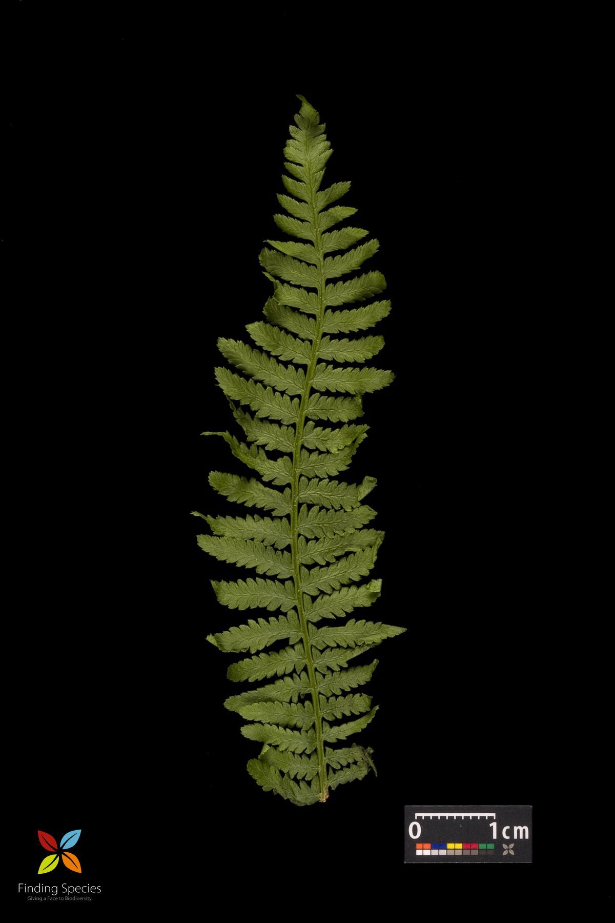 Image of common ladyfern