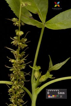 Image of shagbark hickory