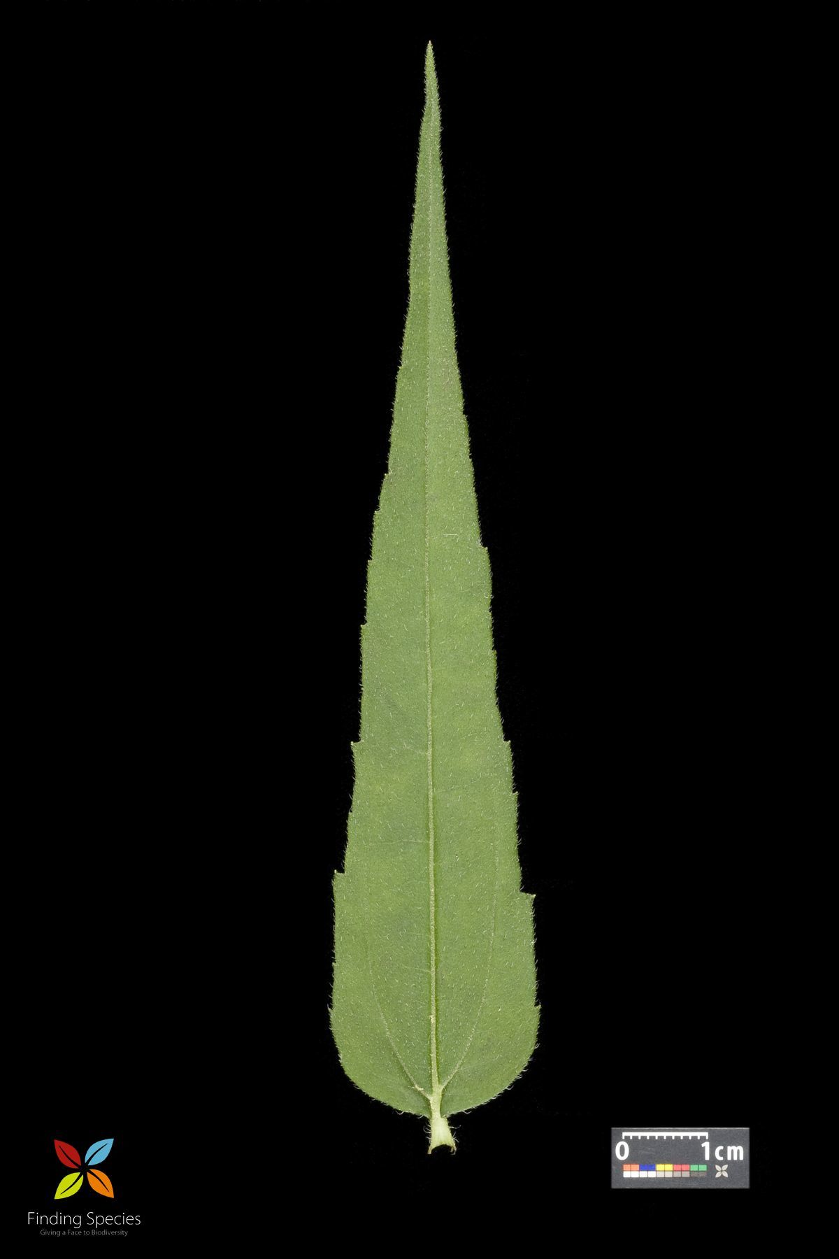 Image of woodland sunflower