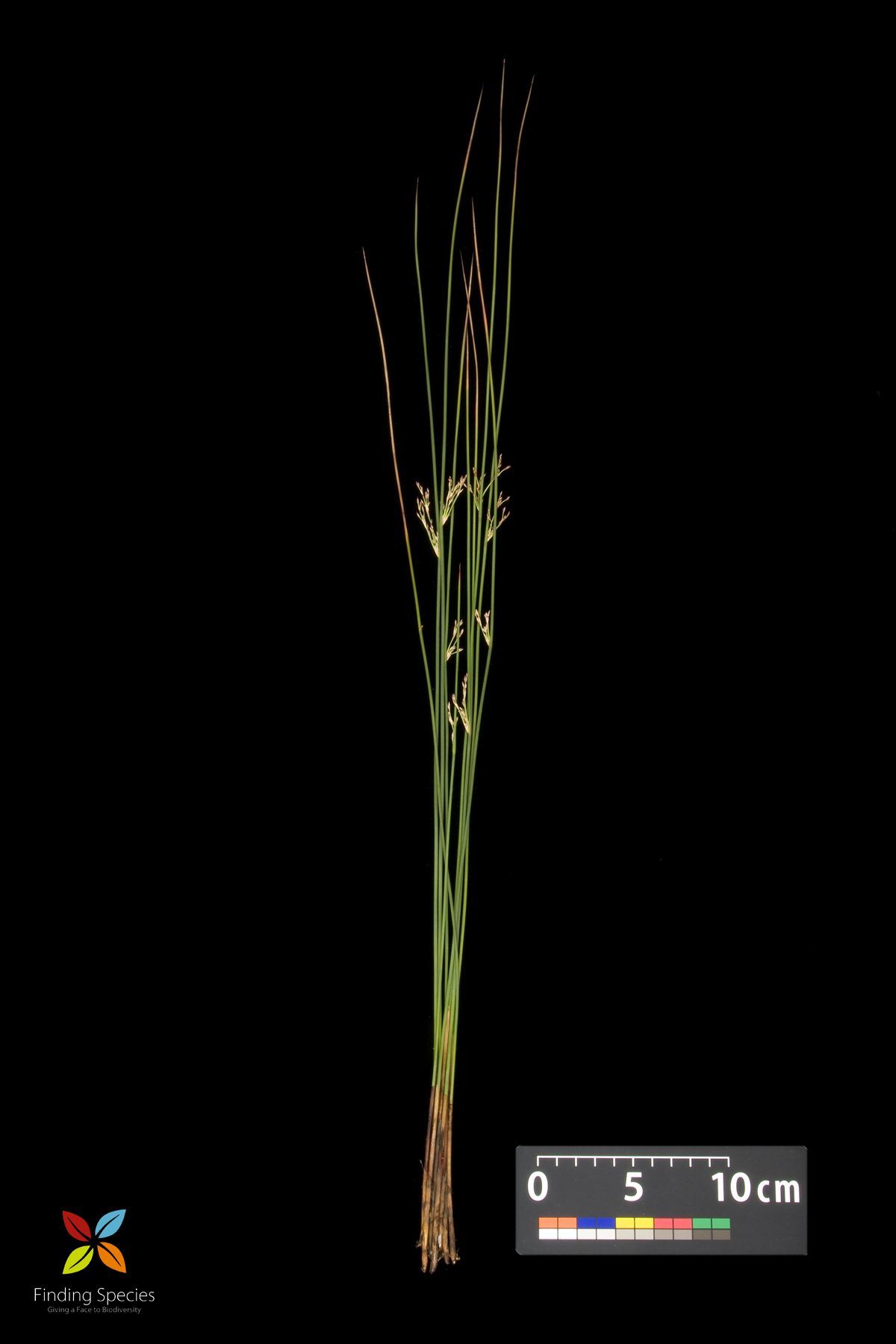 Juncus balticus Willd.的圖片