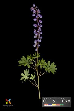 Image of sundial lupine