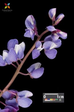 Image of sundial lupine