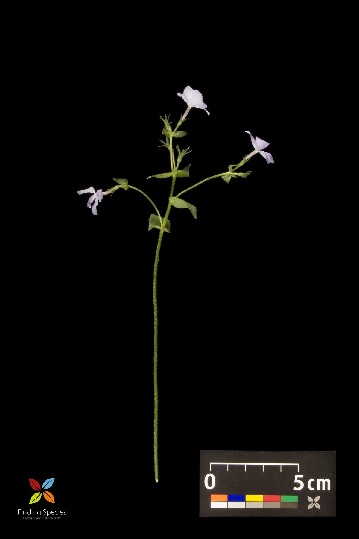 Image of wild blue phlox