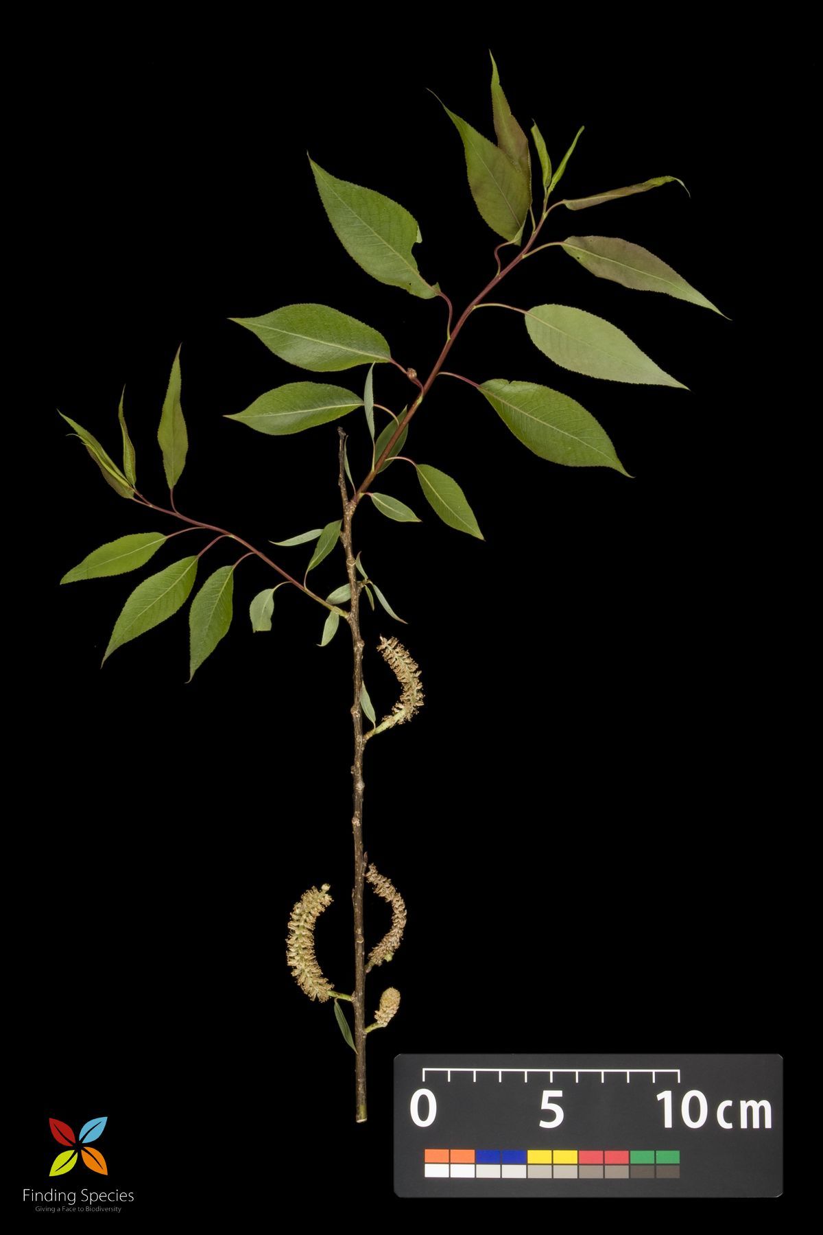 Image of peachleaf willow