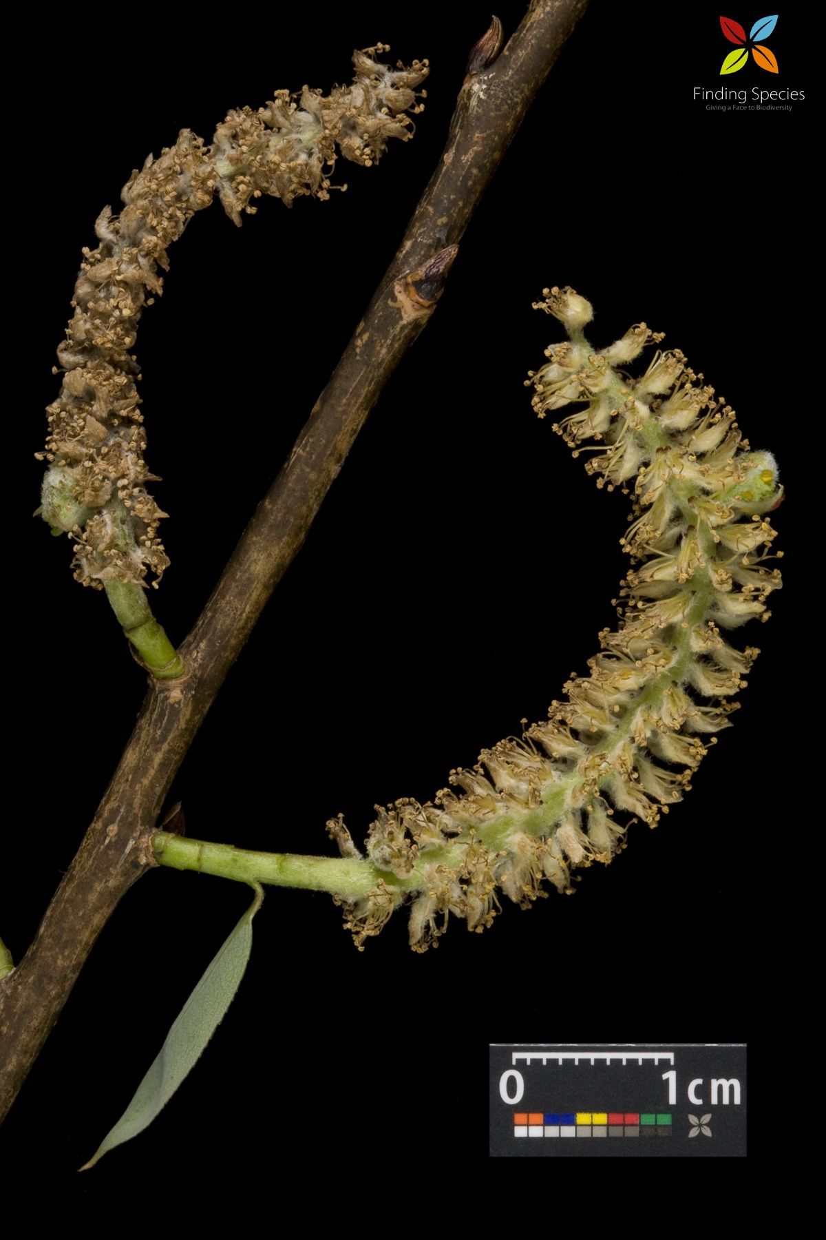 Imagem de Salix amygdaloides Anderss.