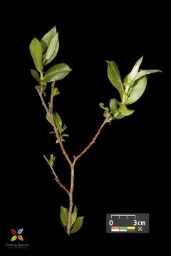 Imagem de Salix cordata Michx.