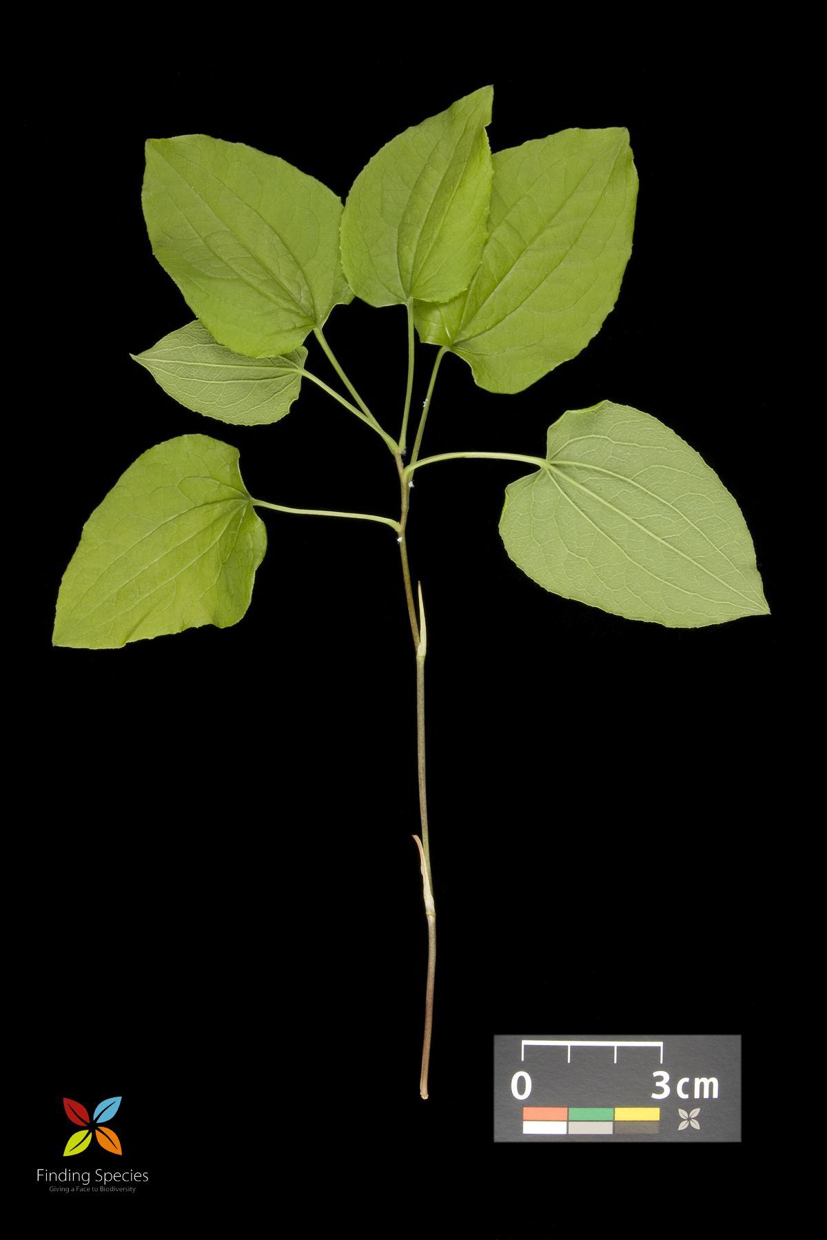 Image of Blue Ridge carrionflower