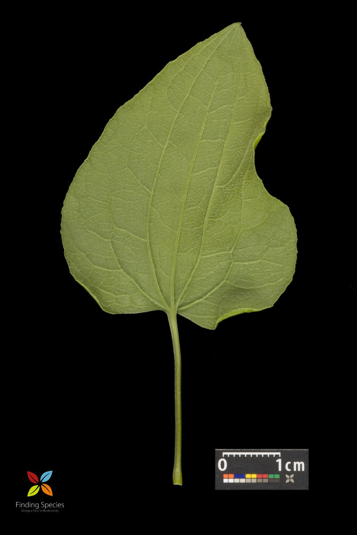 Image of Blue Ridge carrionflower