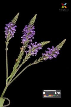 Image of swamp verbena