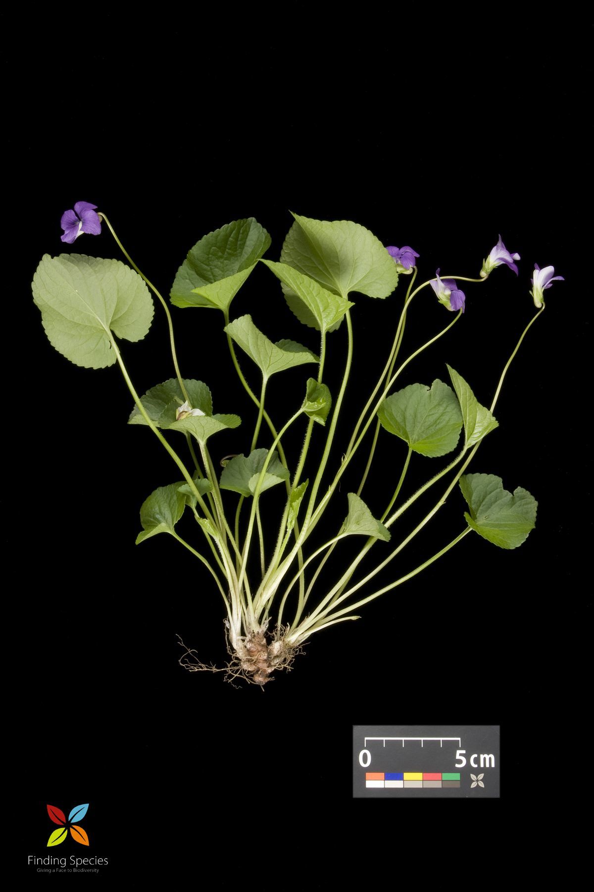 Imagem de Viola melissifolia Greene