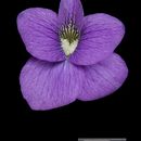 Sivun Viola melissifolia Greene kuva