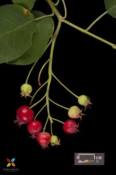 Imagem de Amelanchier arborea (Michx. fil.) Fern.