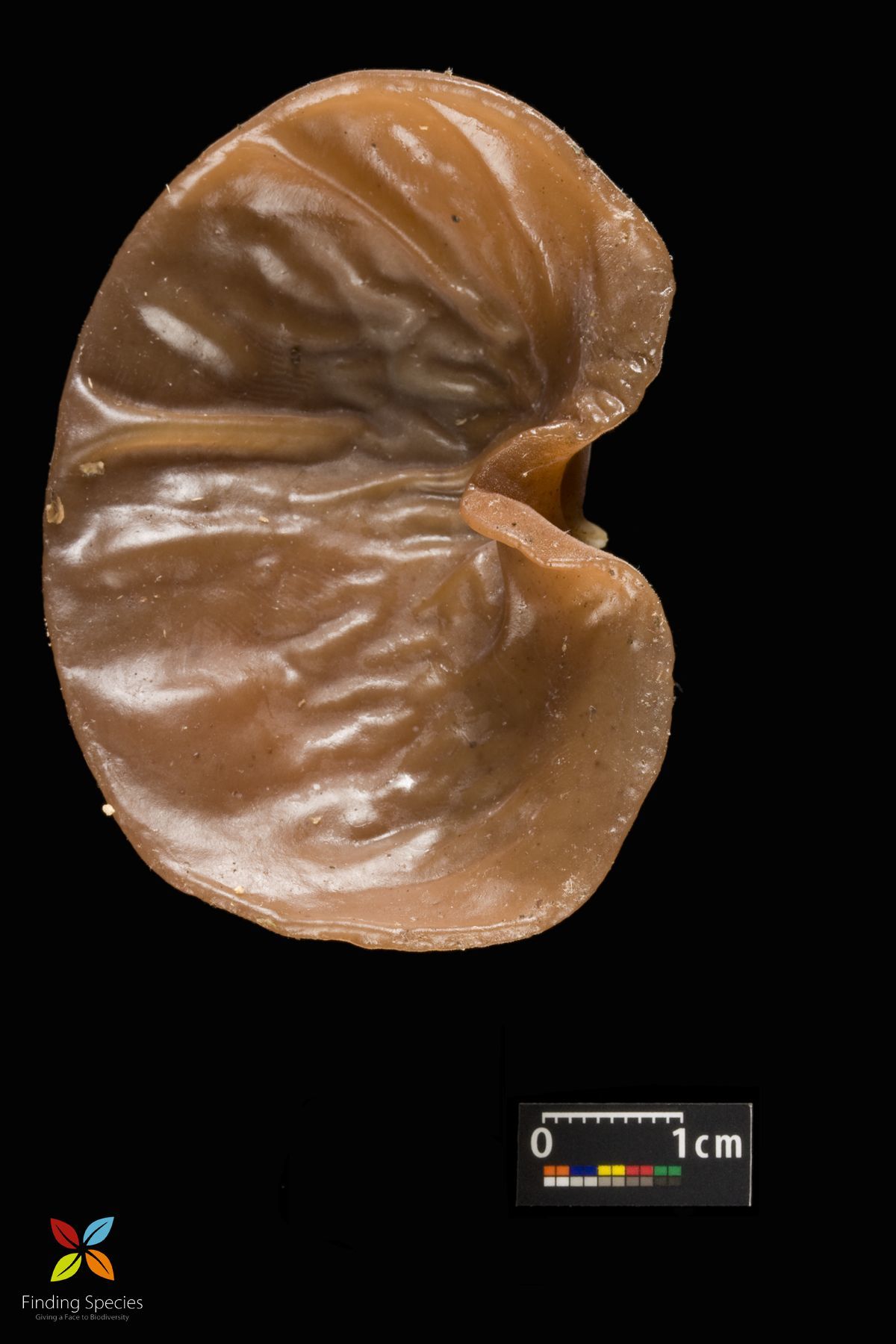 Image of <i>Auricularia auricula</i>