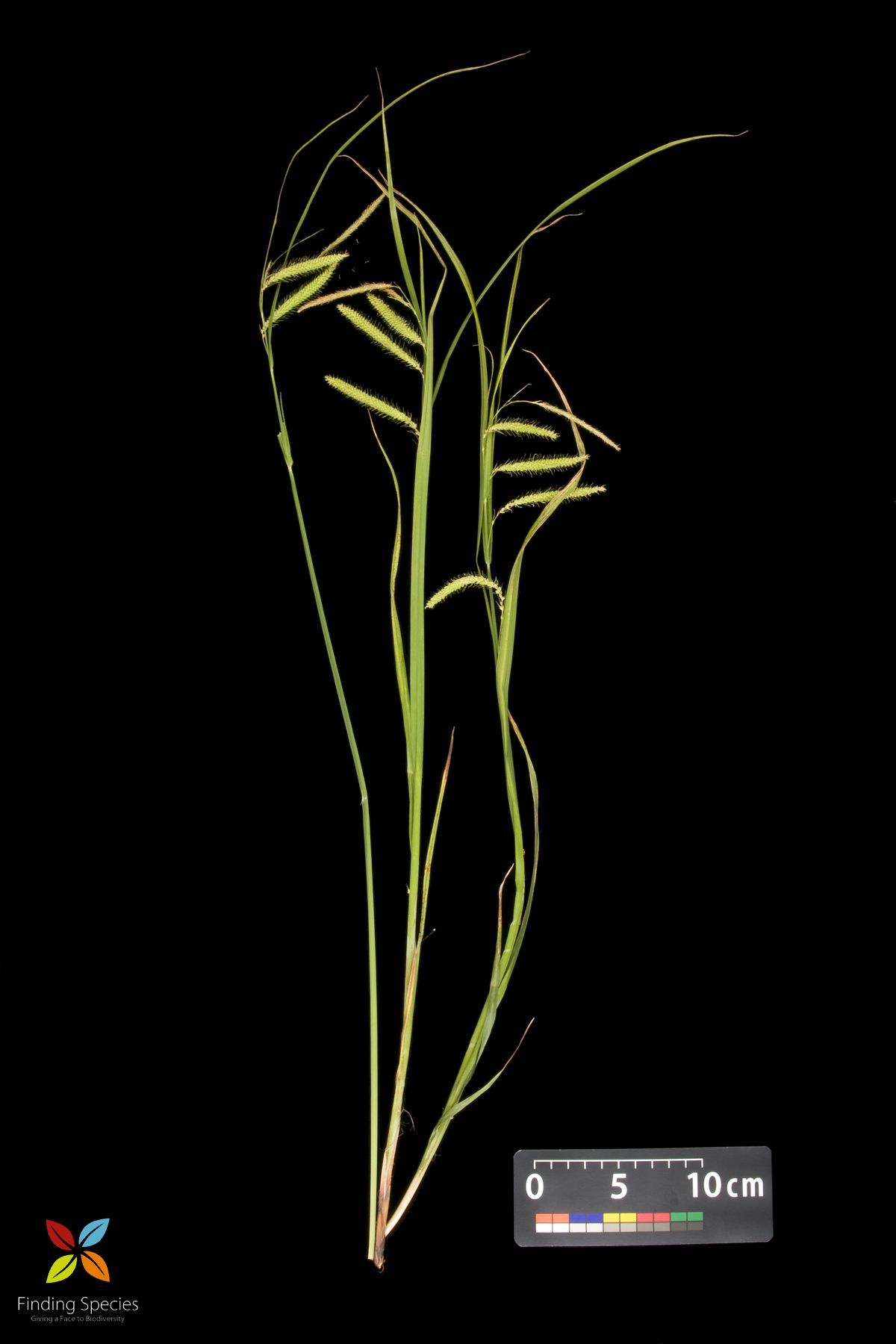 Image of Fringed sedge