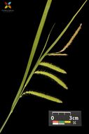 Image of Fringed sedge